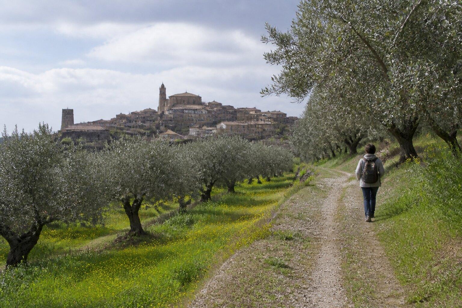 Walker on a quiet path beside olive trees near Os de Balaguer