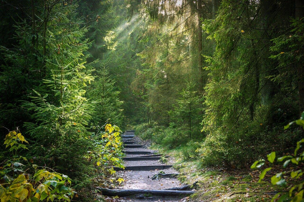 Poblet forest walking trail