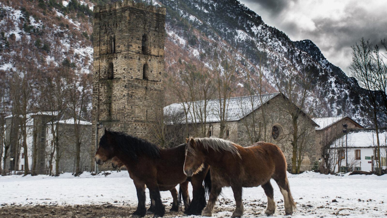 Pyrenean horses standing in snow below Santa Maria church in Ribera de Cardós